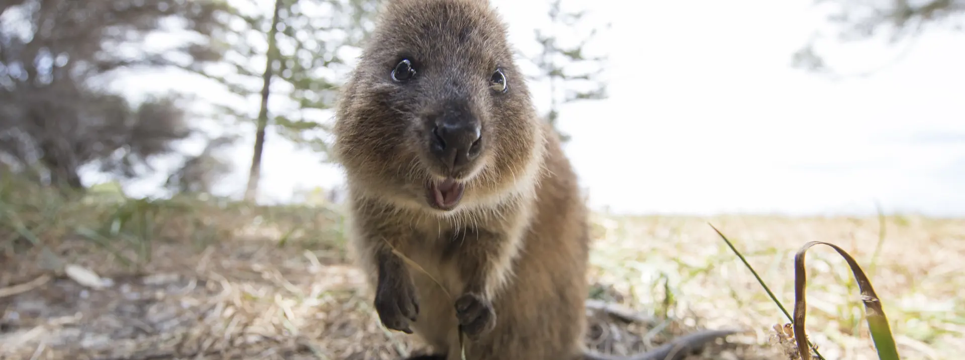 Quokka