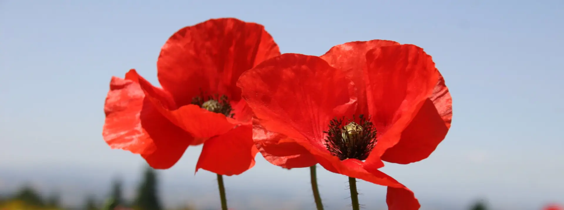Anzac Day in Perth