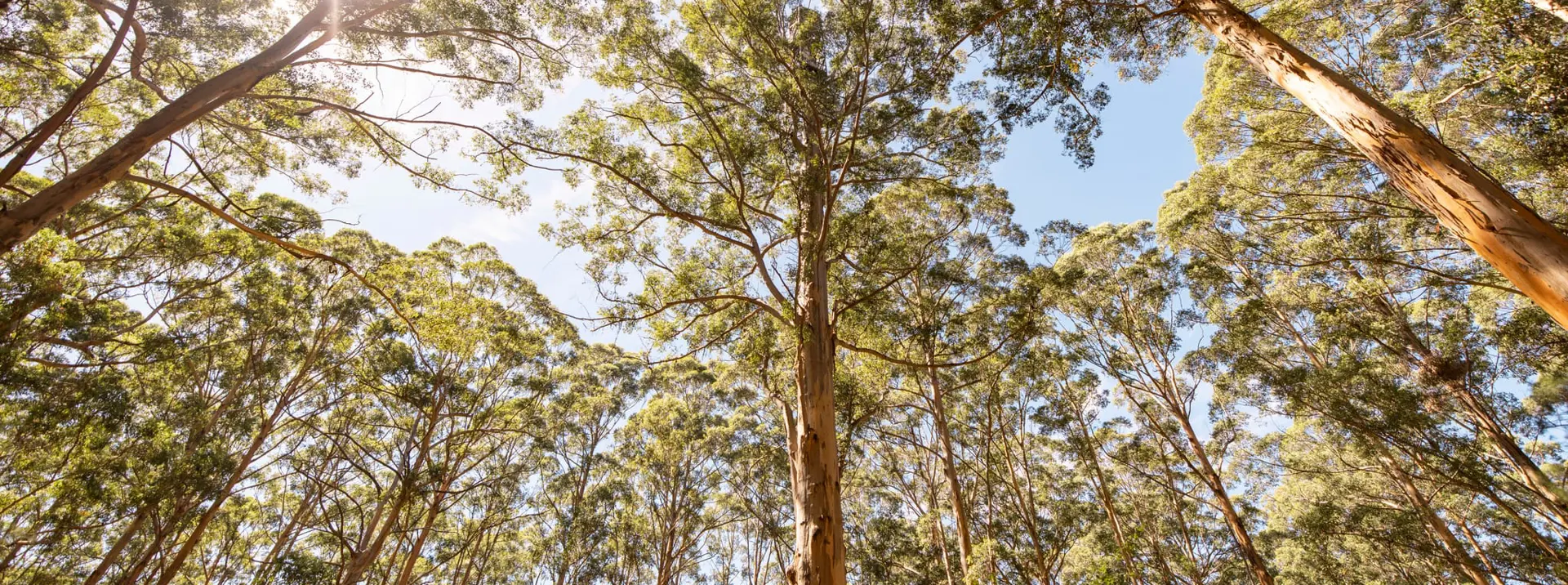 Forest in Western Australia