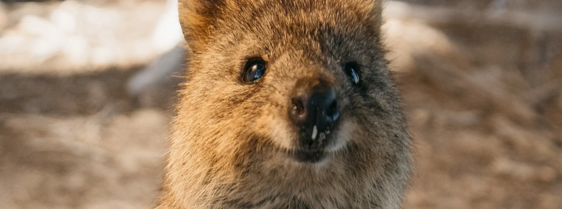 Quokka