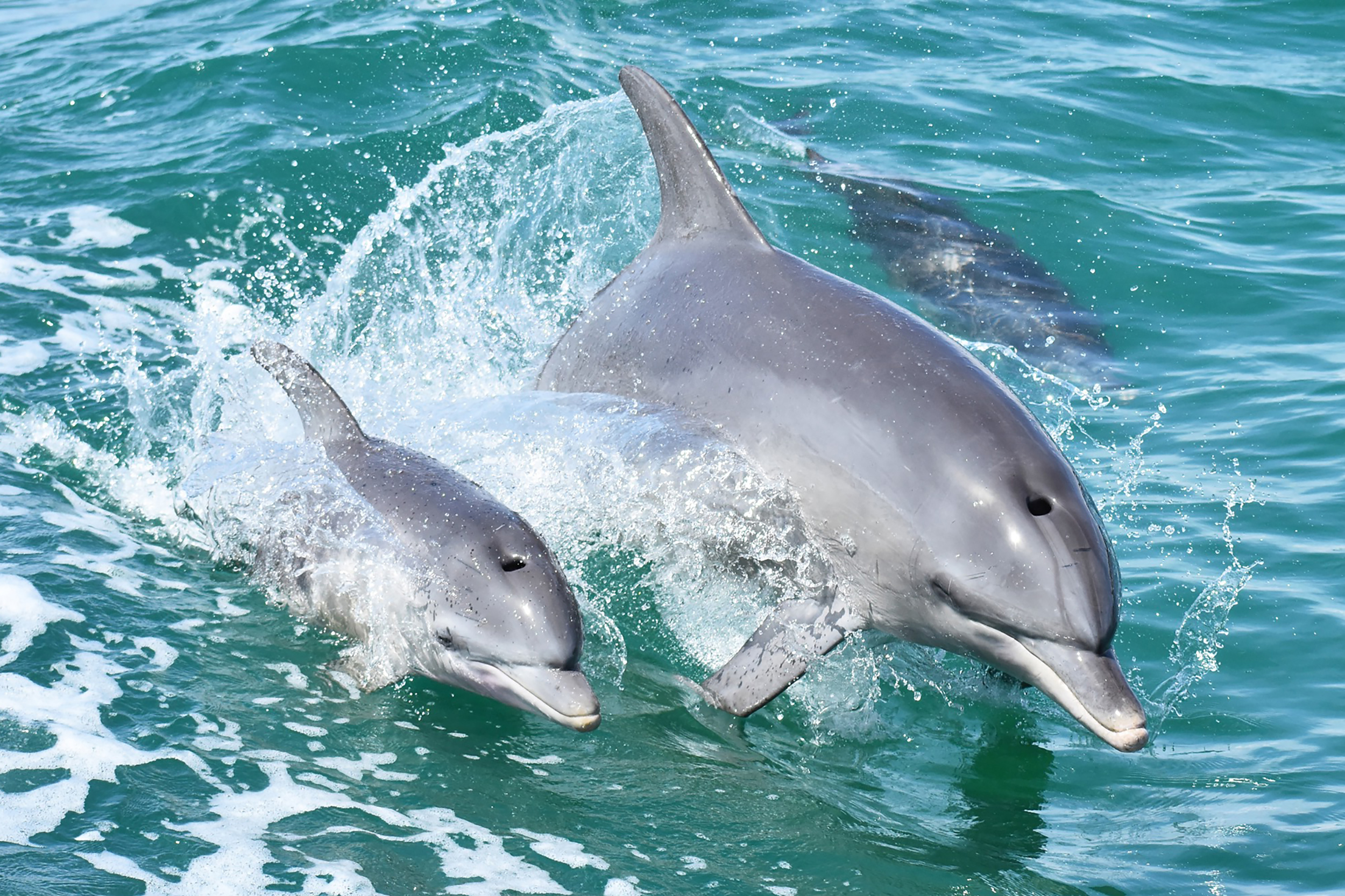 Dolphin Cruise Mandurah