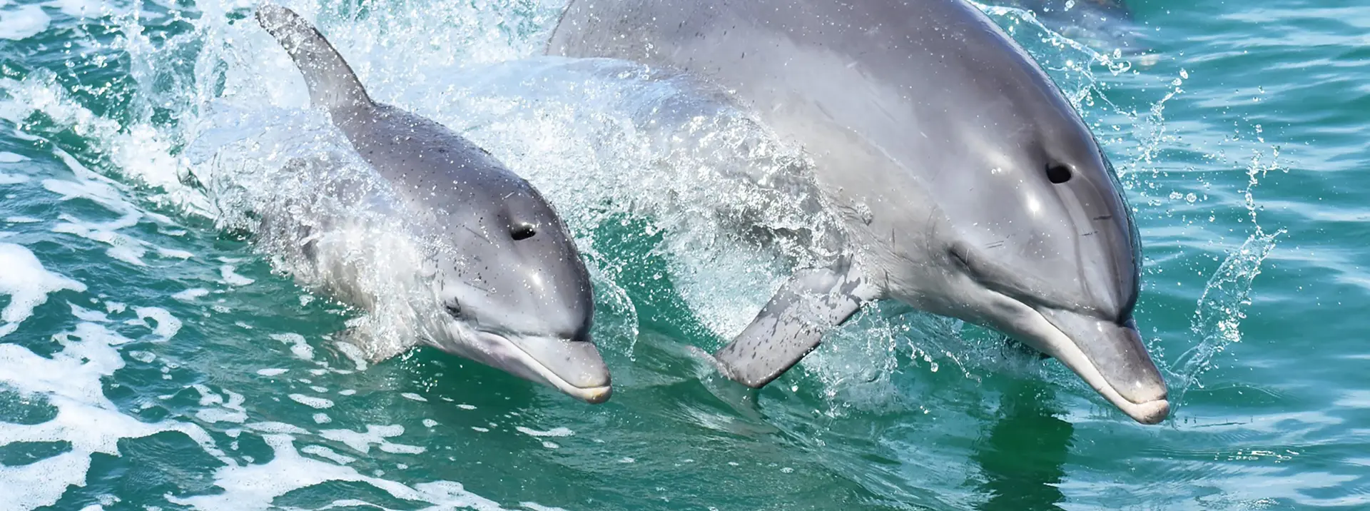 Dolphin Cruise Mandurah